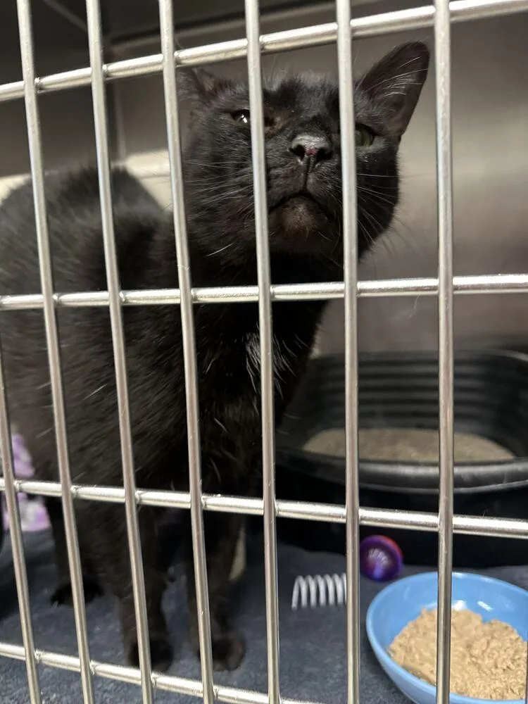 A senior large-sized female Domestic Short Hair cat named Honeybee for adoption in Bowling Green, OH