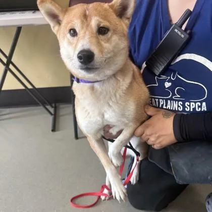 An adult small-sized female Shiba Inu dog named Becky for adoption in Merriam, KS