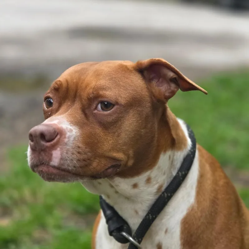 An adult medium-sized female Brown / Chocolate Mixed Breed dog named Rebecca for adoption in Charleston, WV