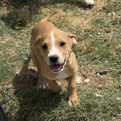 Levi