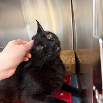 Simba thumbnail 6