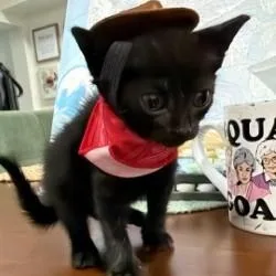 A baby medium-sized female Black Domestic Short Hair cat named Tonks for adoption in Annapolis, MD