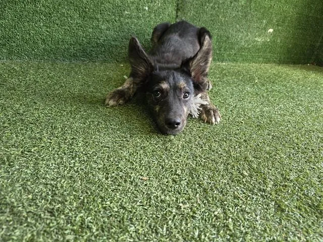 A young small-sized male Border Collie dog named Jack for adoption in Lancaster, CA