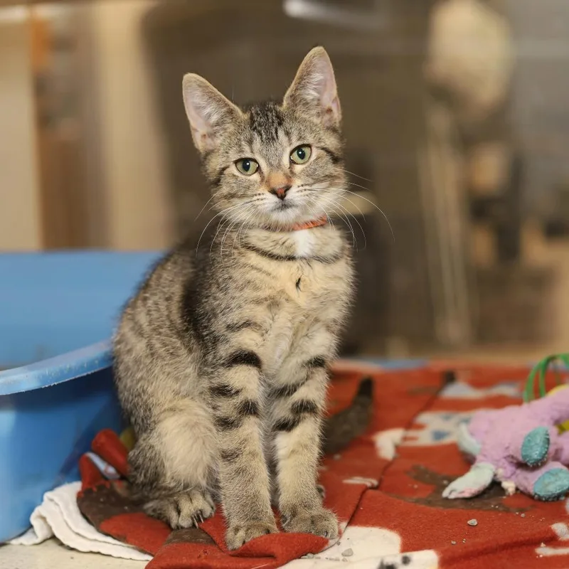 A baby small-sized male Brown / Chocolate Domestic Short Hair cat named Hermit Crab for adoption in Evansville, IN