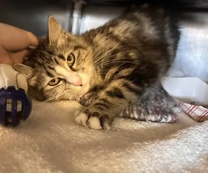 An adult small-sized female Domestic Short Hair cat named Tootsie Roll for adoption in Roseville, CA