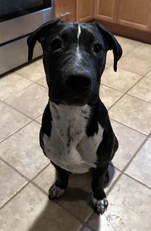 A baby medium-sized male Black Pointer dog named Gio The Great for adoption in Houston, TX