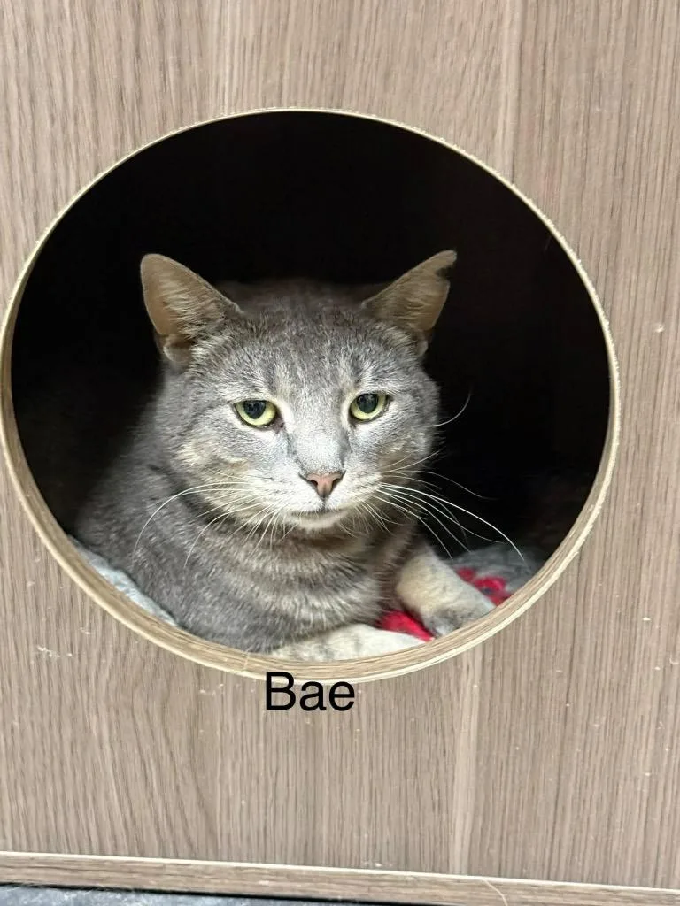 An adult medium-sized female Domestic Short Hair cat named Bae for adoption in Plattsburgh, NY