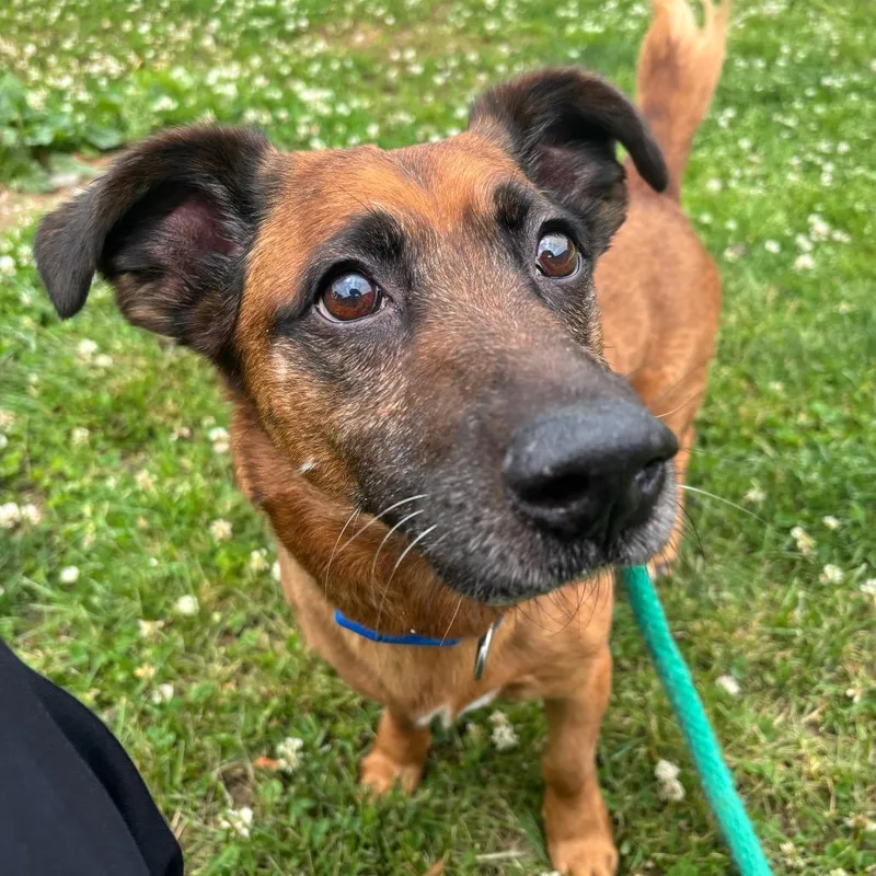 An adult medium-sized male Brown / Chocolate Mixed Breed dog named Shortstack for adoption in Philadelphia, PA
