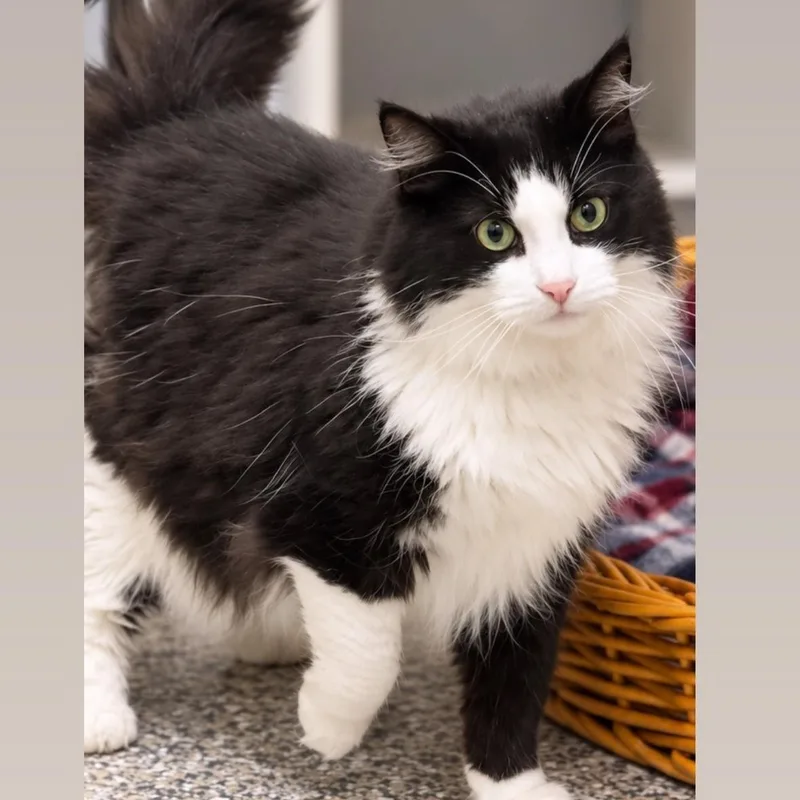 An adult extra large-sized male Black & White / Tuxedo Domestic Long Hair cat named Benjamin for adoption in Syosset, NY