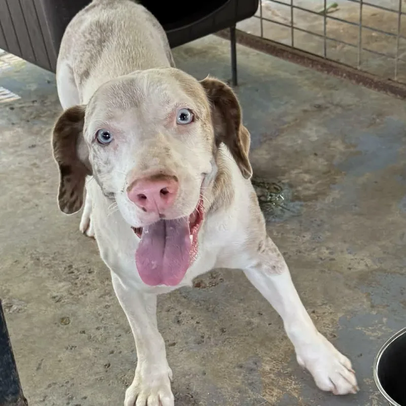 An adult medium-sized male Basset Hound dog named Little Man for adoption in Evansville, WI