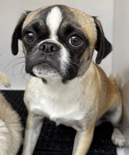 A baby small-sized male Yellow / Tan / Blond / Fawn Pug dog named 61563637 for adoption in El Paso, TX