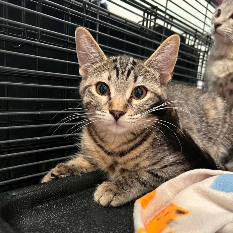 A baby small-sized female Brown / Chocolate Domestic Short Hair cat named Rose for adoption in Wadena, MN