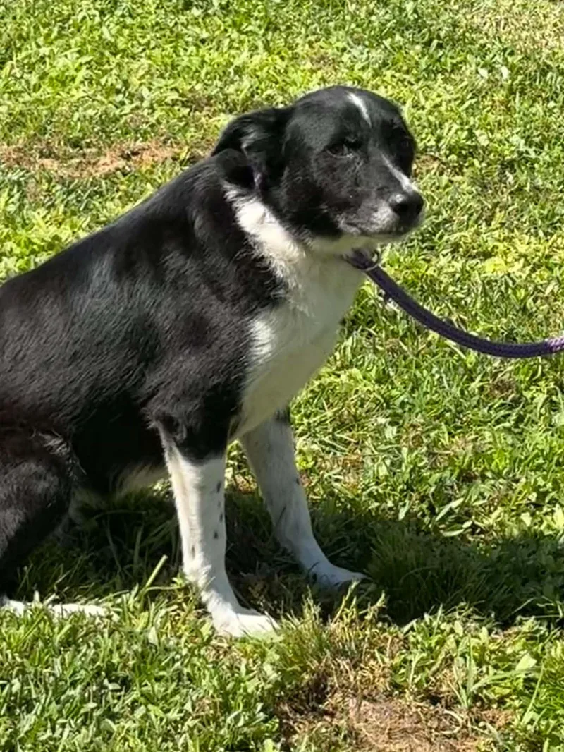 An adult medium-sized female Border Collie dog named Thelma for adoption in Bradenton, FL