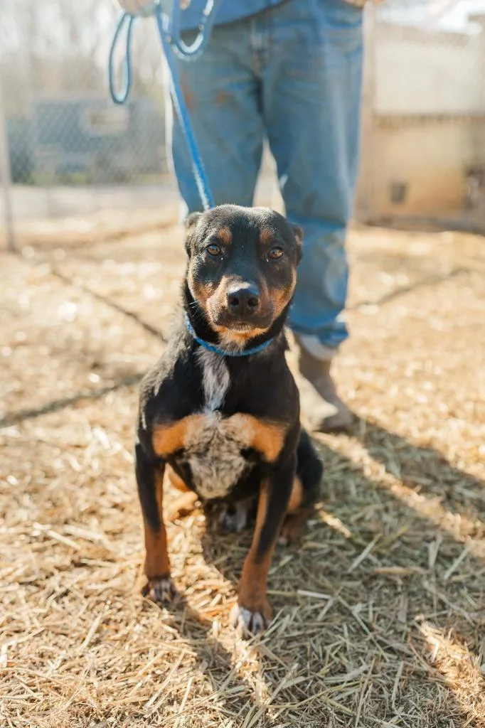 Maverick thumbnail 2