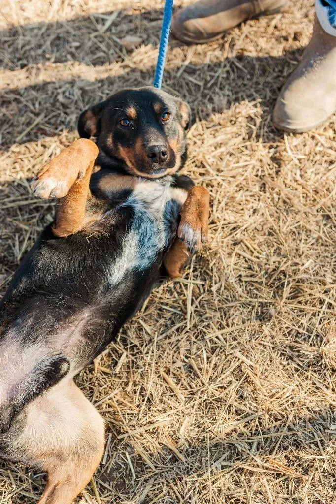 Maverick thumbnail 3