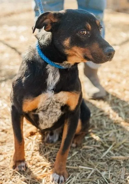 Maverick thumbnail 4