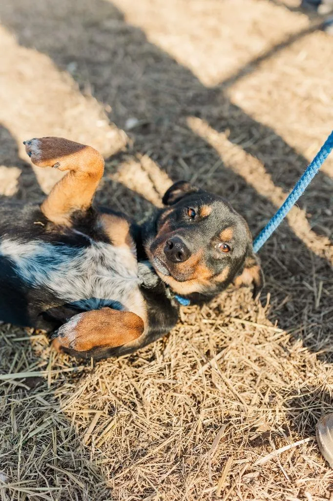 Maverick thumbnail 5