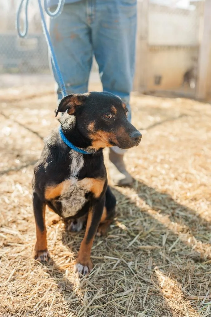 Maverick thumbnail 6