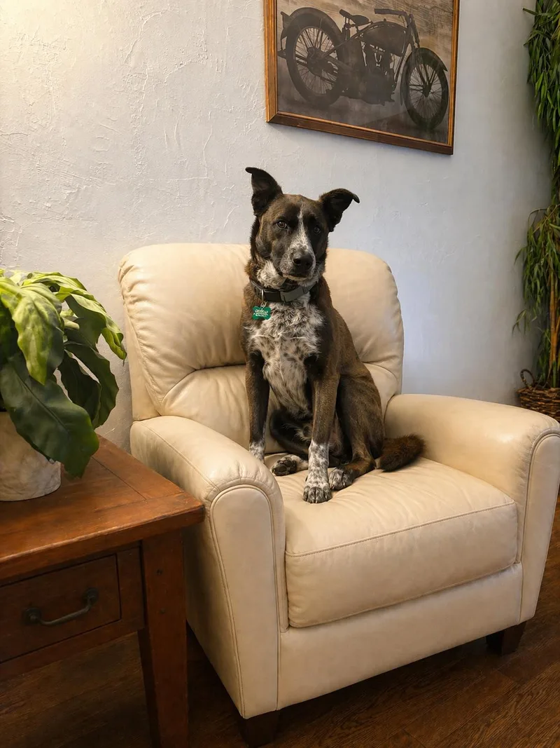 An adult medium-sized female Great Dane dog named Holly for adoption in Dallas, TX