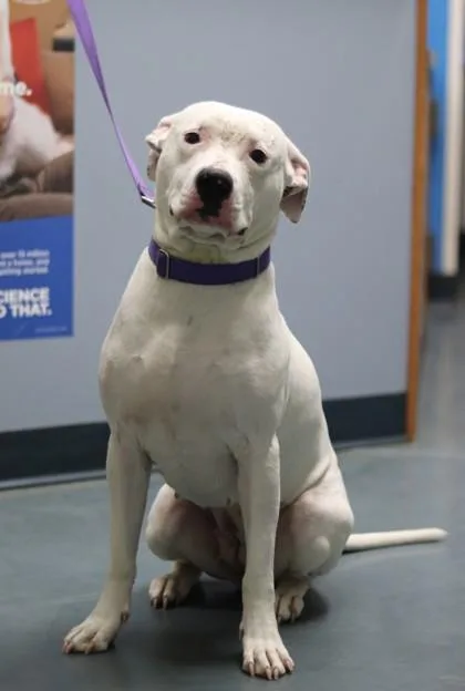 A young large-sized female Mixed Breed dog named Breve for adoption in Walla Walla, WA