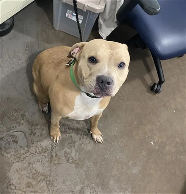 An adult large-sized female Mixed Breed dog named Rain for adoption in Dallas, TX