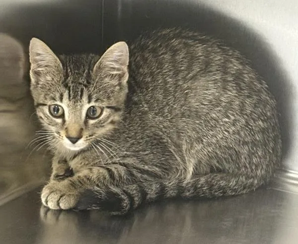 A baby small-sized male Domestic Short Hair cat named If Toby for adoption in Lawrenceville, GA