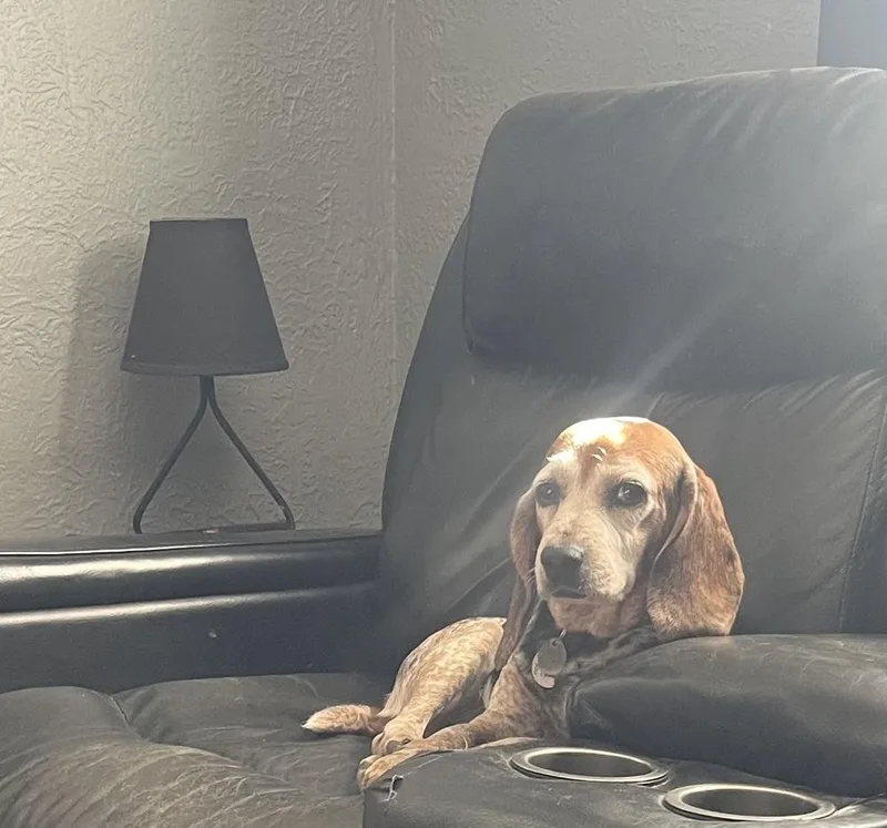 A senior medium-sized female Beagle dog named Polly for adoption in Peoria, IL