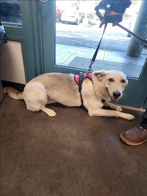 An adult large-sized female German Shepherd Dog dog named Coffee for adoption in Chatsworth, CA