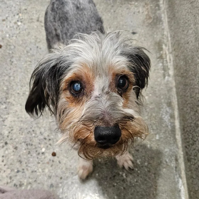 An adult small-sized male Terrier dog named Winston for adoption in Los Angeles, CA
