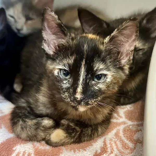 A baby small-sized female Domestic Short Hair cat named Sardine for adoption in Walnut Creek, CA