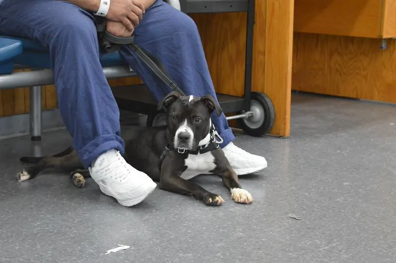 A young medium-sized female Bicolor Mixed Breed dog named Zuma for adoption in Narberth, PA