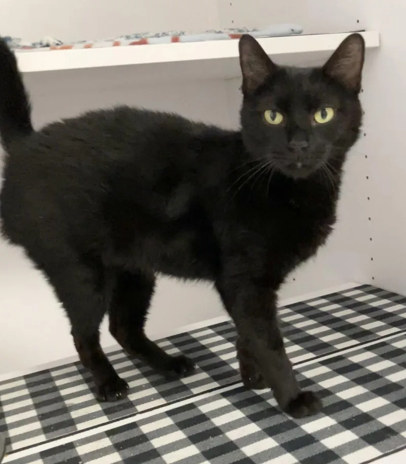 An adult medium-sized female Black Domestic Short Hair cat named Beatrice for adoption in Dublin, OH