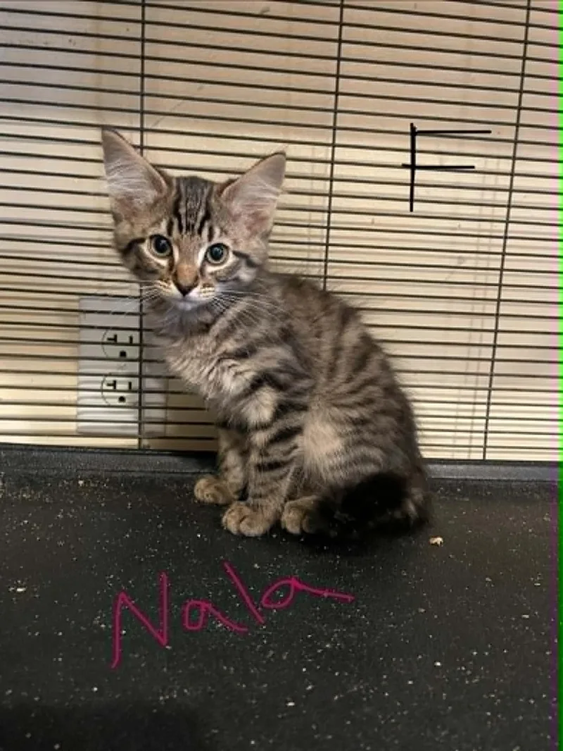 Nala