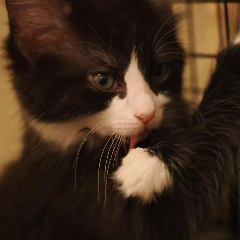 A baby small-sized female Domestic Medium Hair cat named Lisa Frank for adoption in Charlotte, NC