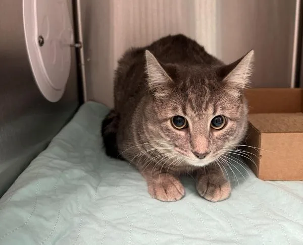 A young medium-sized male Domestic Medium Hair cat named Pluto for adoption in Ridgewood, NY