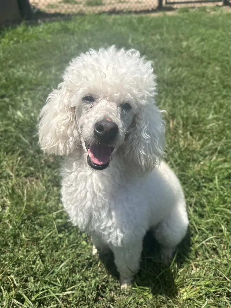 An adult medium-sized male Poodle dog named Louie Jun for adoption in Pacolet, SC
