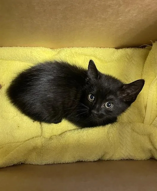 A baby small-sized female Domestic Short Hair cat named Lilly for adoption in San Jose, CA