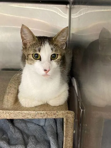 An adult medium-sized female Domestic Short Hair cat named Fuji Apple for adoption in Daytona Beach, FL