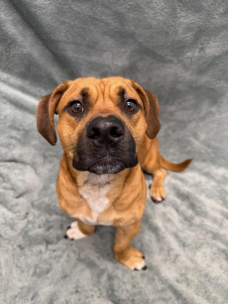 A young medium-sized male Yellow / Tan / Blond / Fawn Dachshund dog named Slinky Tag for adoption in Central Islip, NY