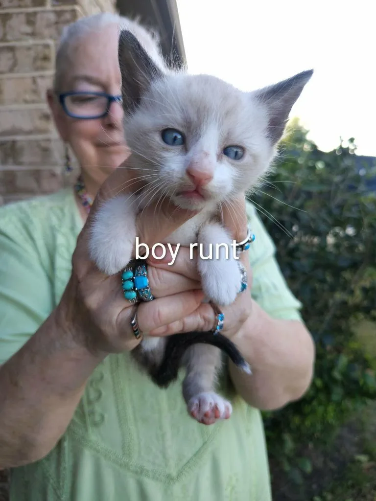A baby small-sized male Siamese cat named Mr Peabody for adoption in New Braunfels, TX