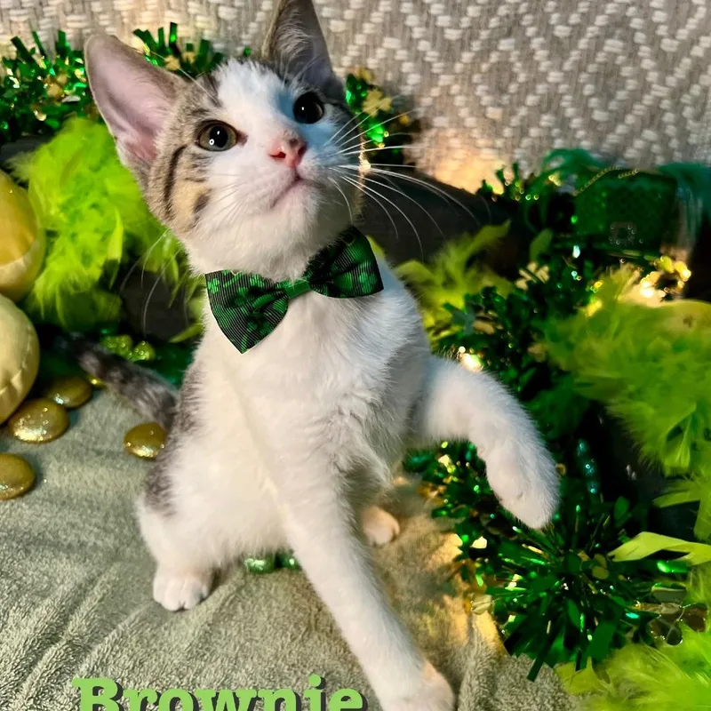 A young small-sized male Brown / Chocolate Domestic Short Hair cat named Brownie for adoption in Carmel, IN