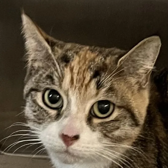 An adult medium-sized female Torbie Domestic Short Hair cat named Bri Glow for adoption in Baltimore, MD
