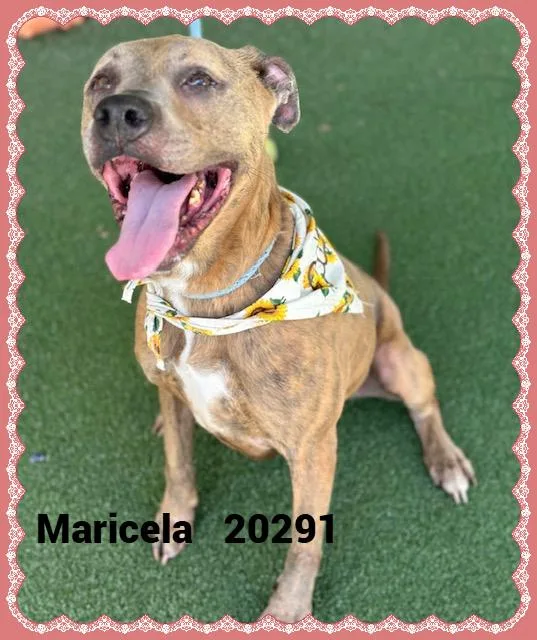 An adult medium-sized female Gray / Blue / Silver Pit Bull Terrier dog named Maricela for adoption in Marietta, GA