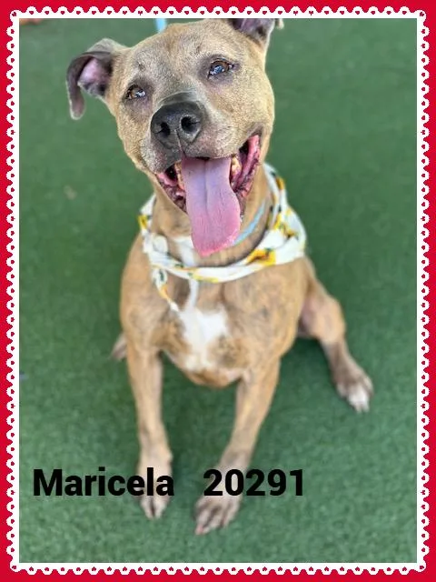 Maricela thumbnail 2