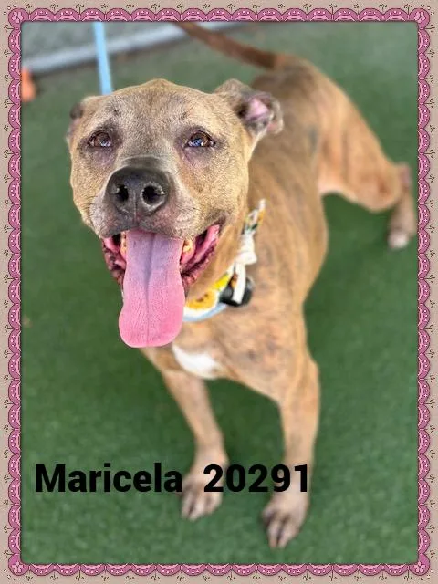 Maricela thumbnail 3