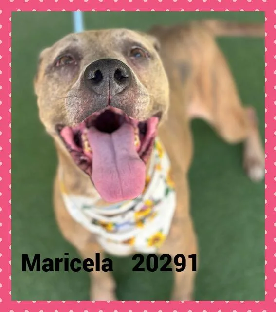 Maricela thumbnail 4