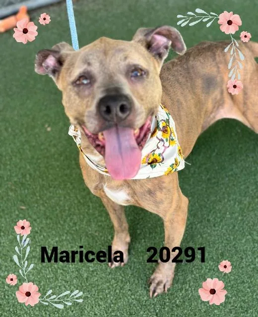 Maricela thumbnail 5