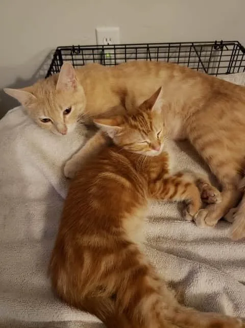 An adult medium-sized female Domestic Short Hair cat named Marmalade for adoption in tucson, AZ