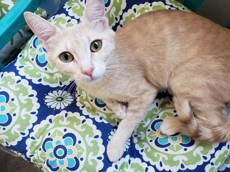 Marmalade thumbnail 2