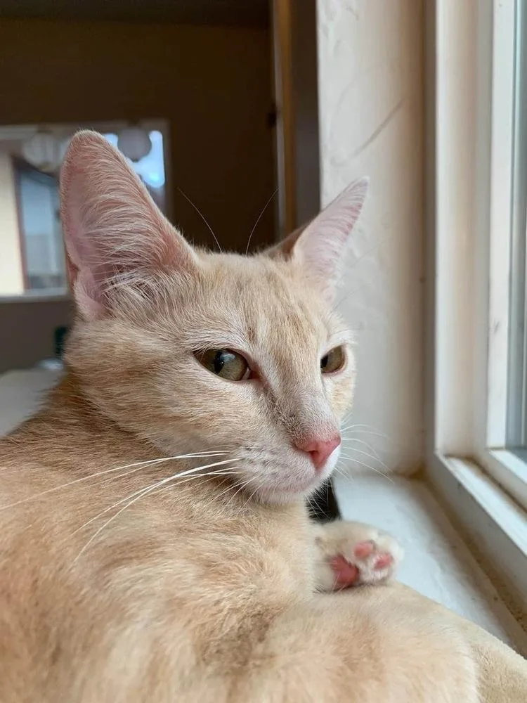 Marmalade thumbnail 3